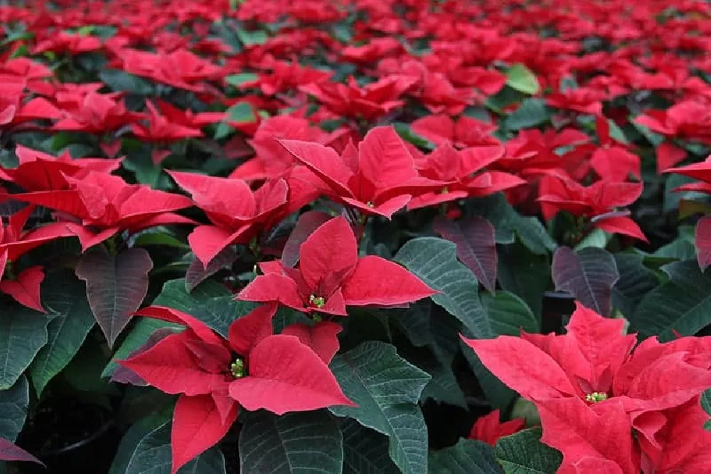 Poinsettia Garden