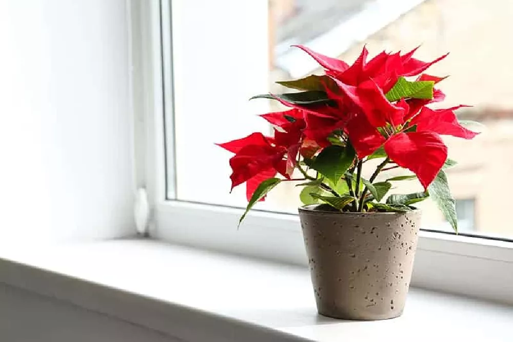 Potted Poinsettia