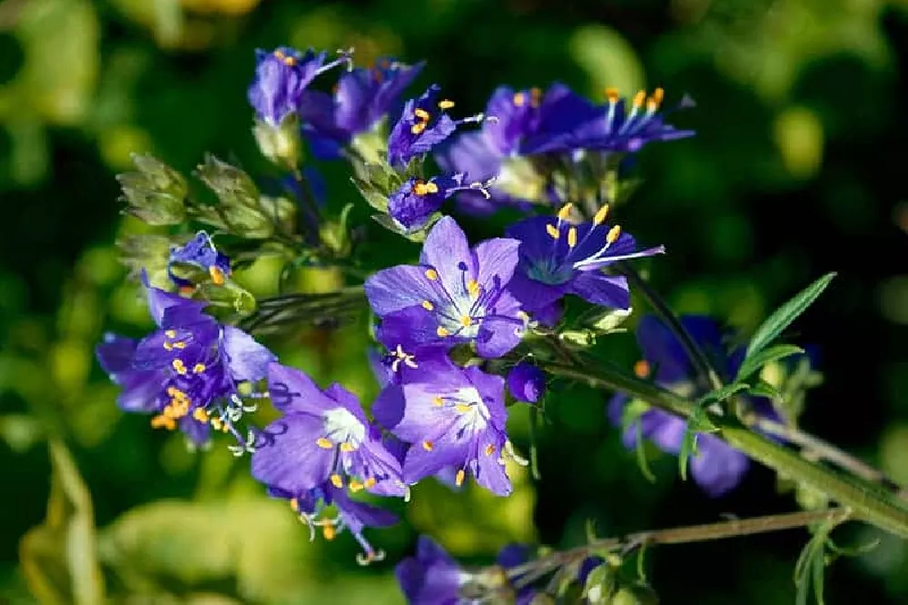 Jacobs Ladder Plant outside