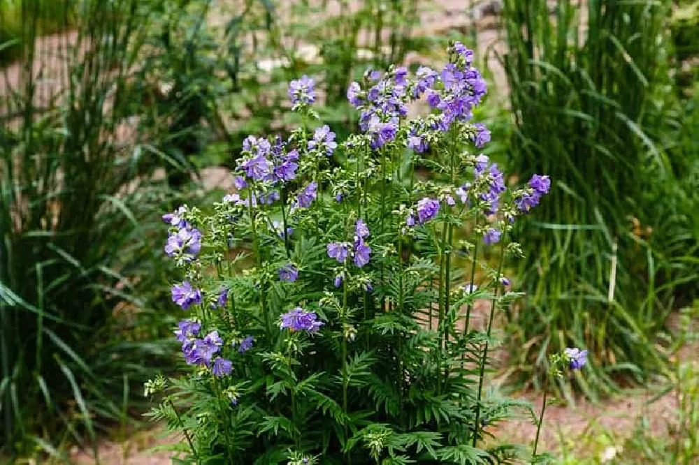Blooming Jacobs Ladder Plant