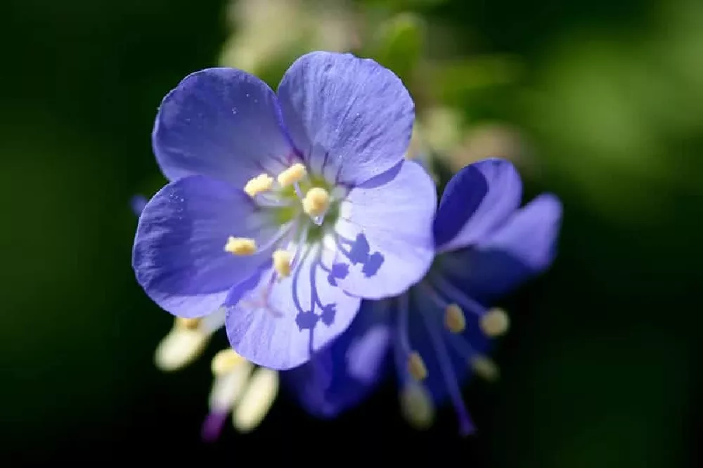 Blue Jacobs Ladder Plant