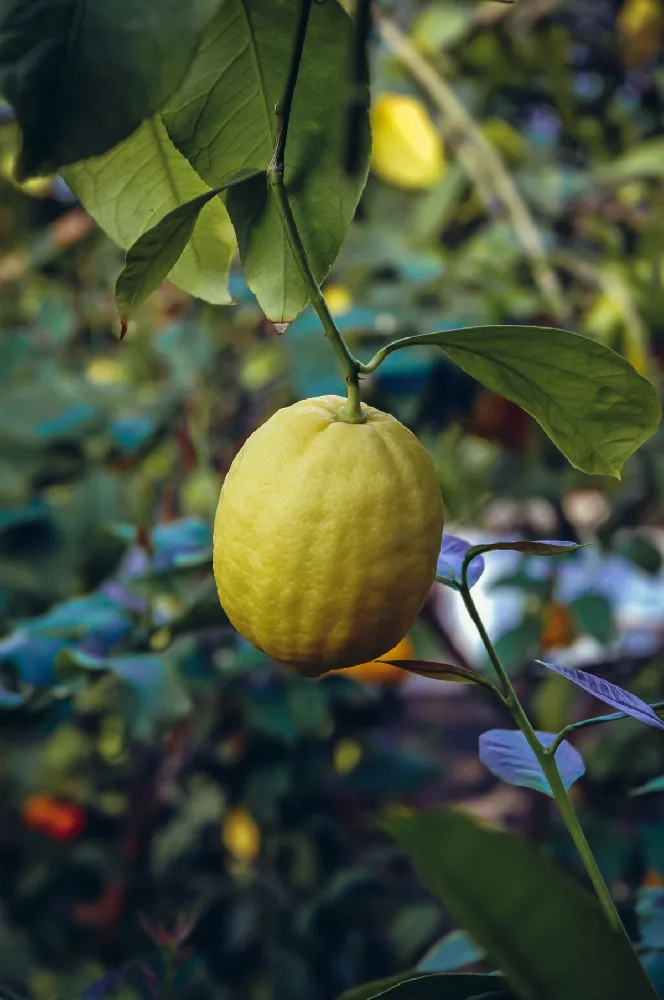 Ponderosa Lemon Bush