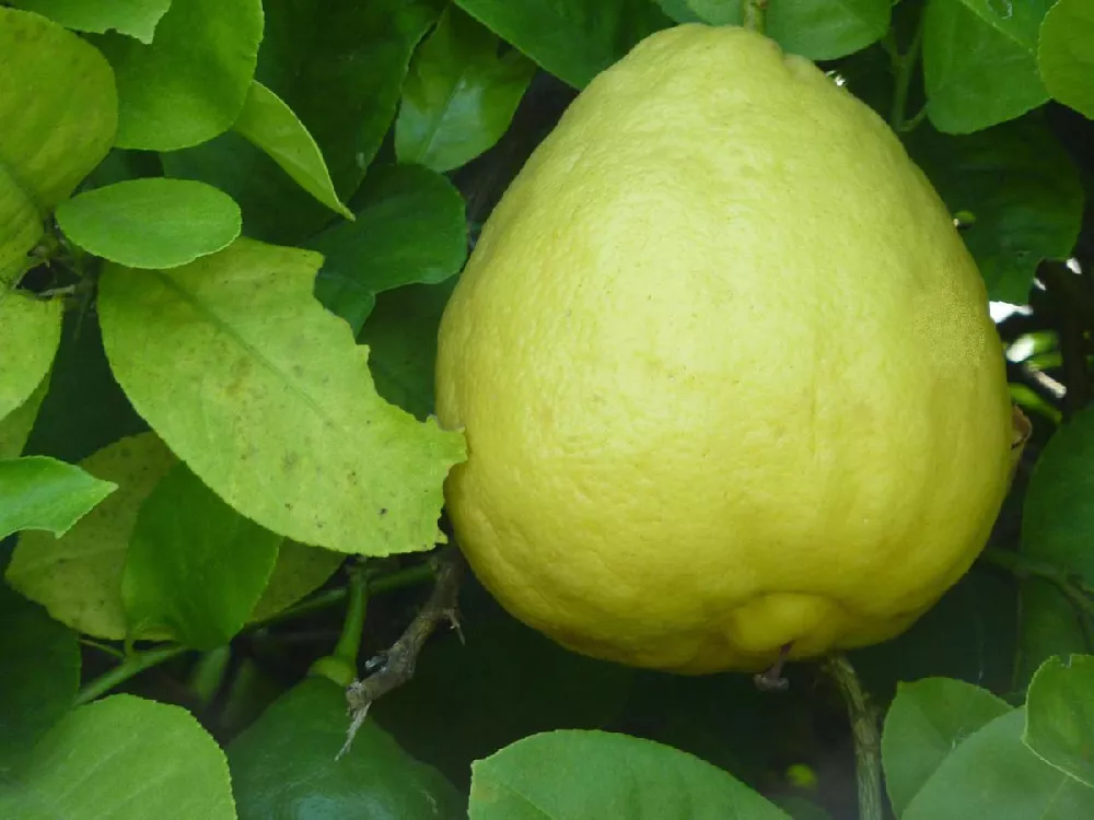 Ponderosa Lemon Tree 2