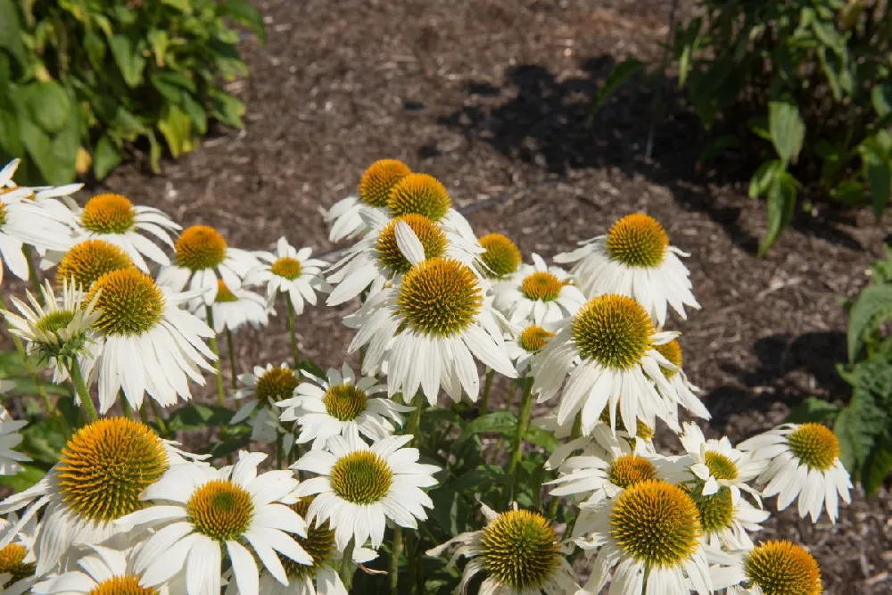 PowWow® White Coneflower (Echinacea)