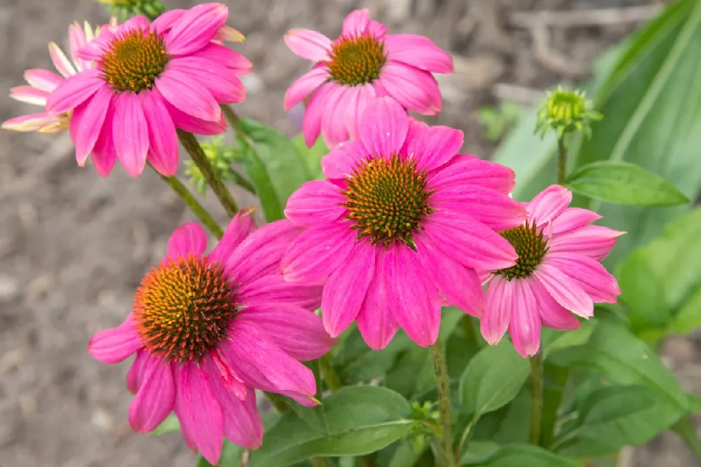 PowWow® Wild Berry Coneflower (Echinacea)