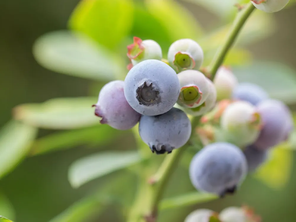 Powderblue Blueberry - USDA Organic