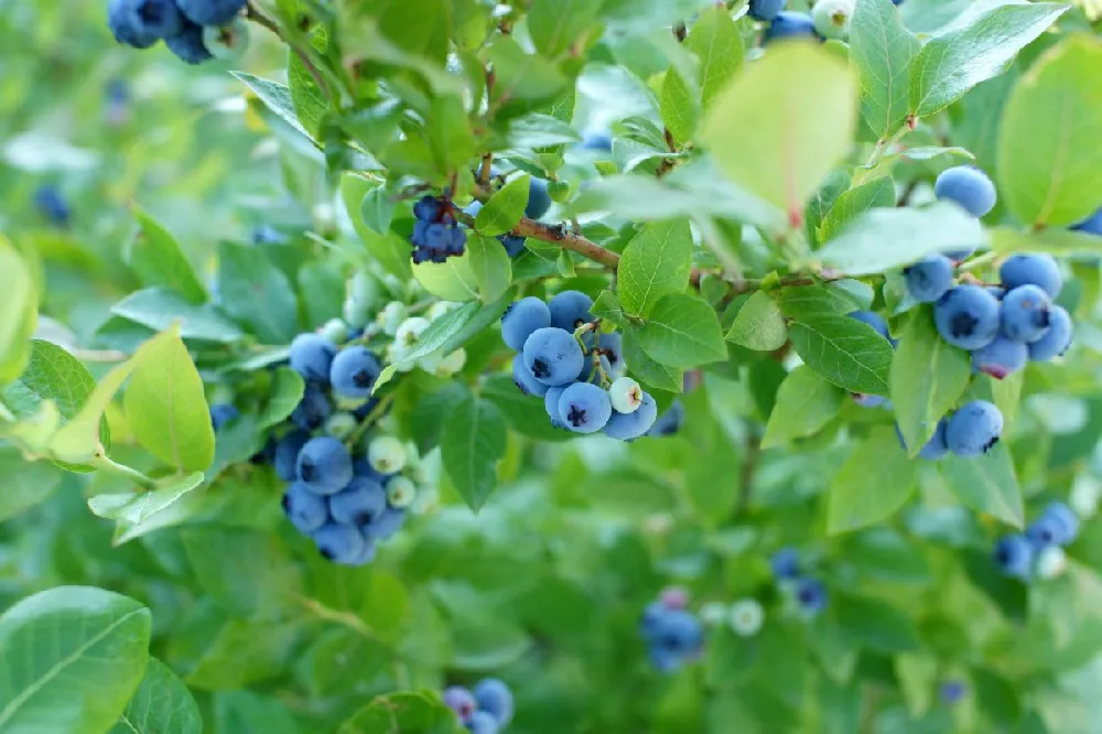 Powderblue Blueberry - USDA Organic