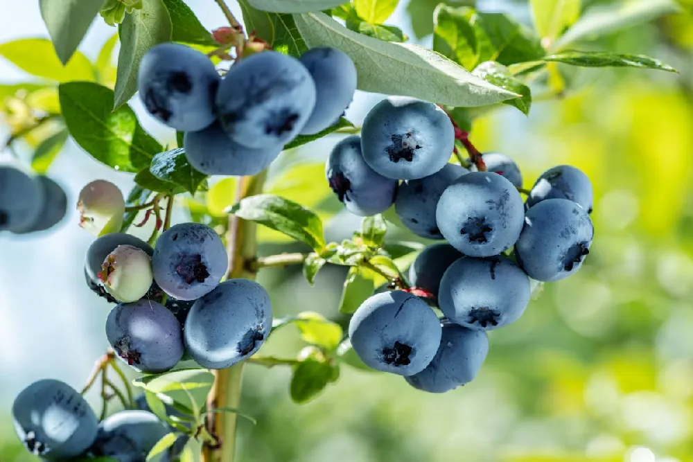 Powderblue Blueberry