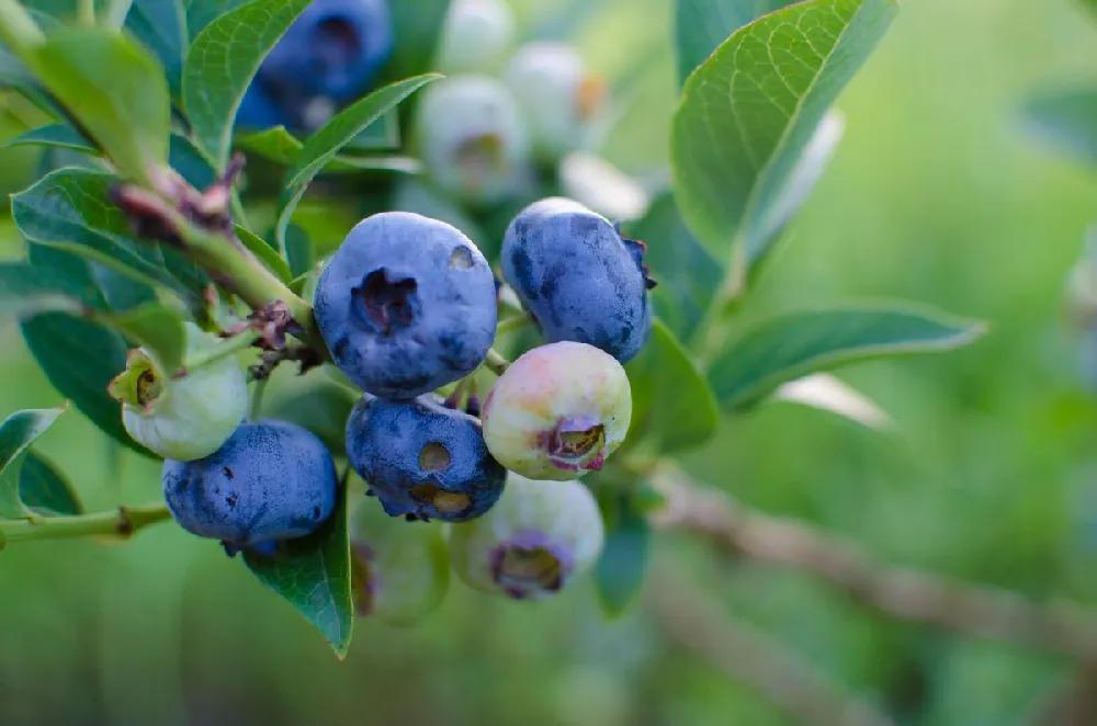 Powderblue Blueberry