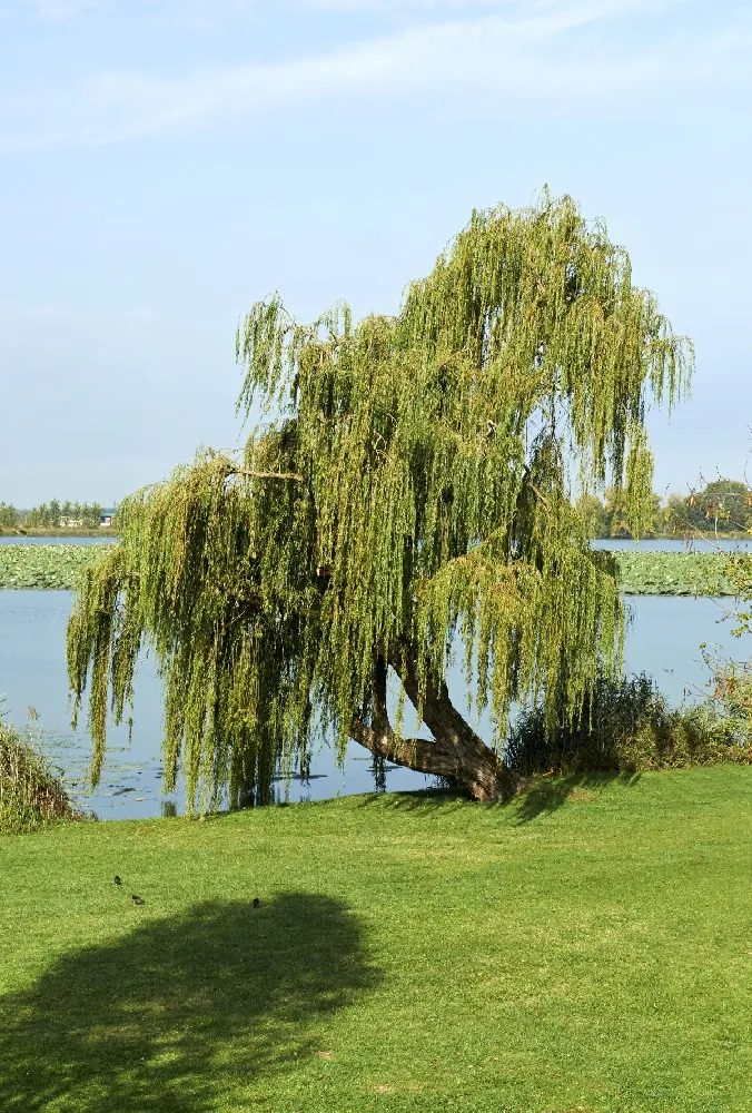 Prairie Cascade Weeping Willow