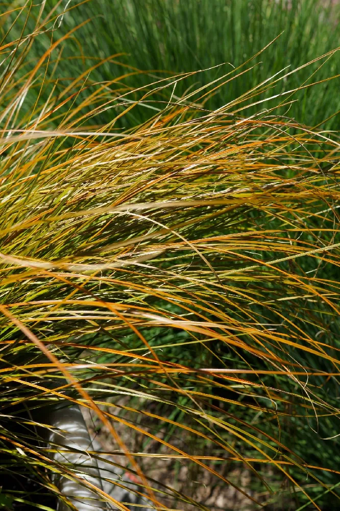 Prairie Fire Sedge