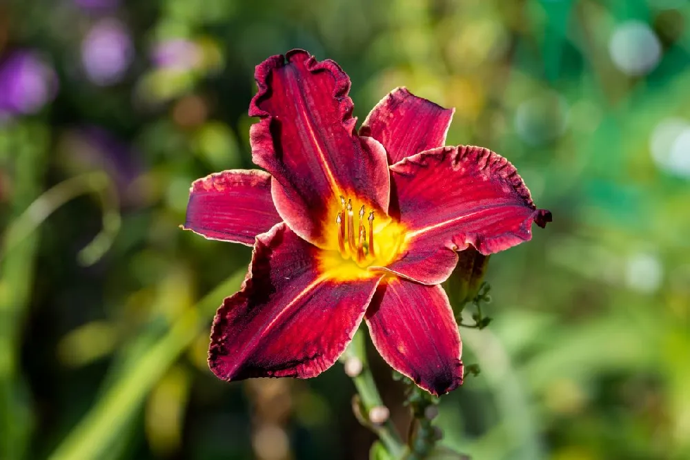 Prairie Wildfire Daylily