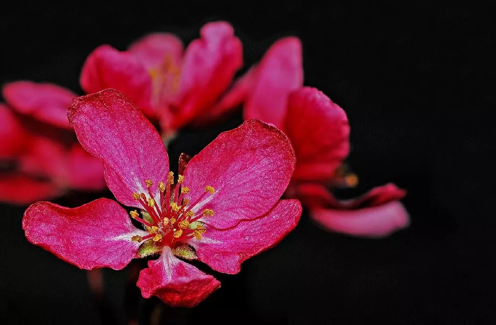 Prairifire Crabapple Tree