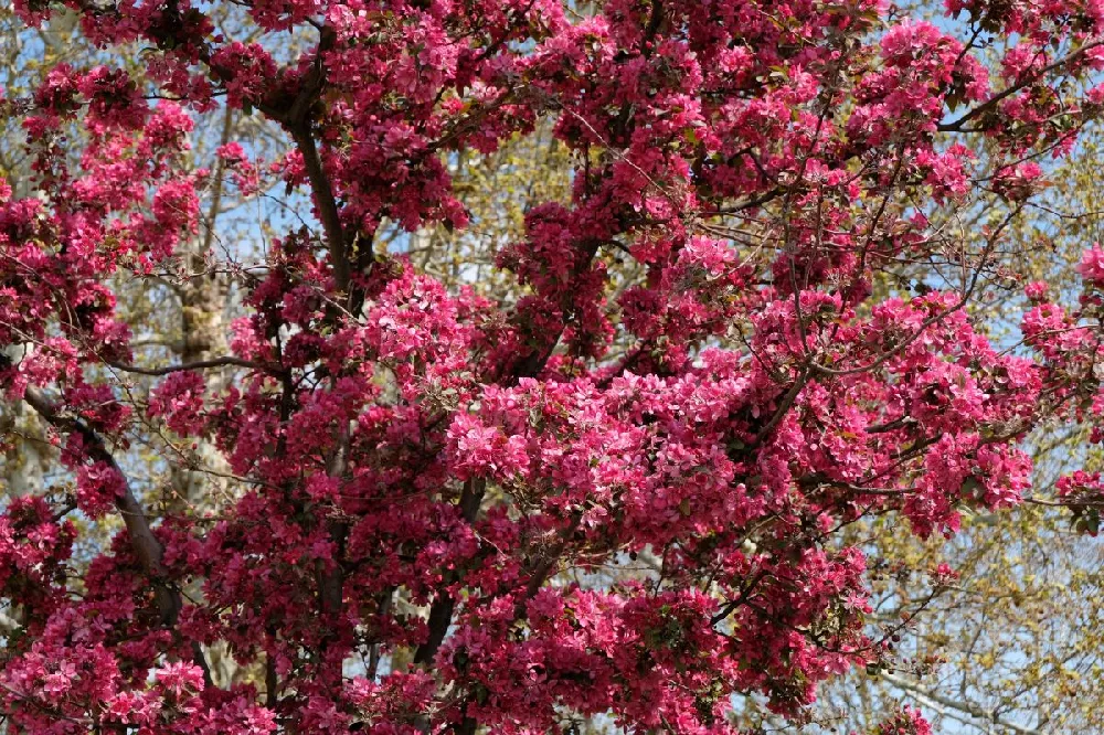 Prairifire Crabapple Tree