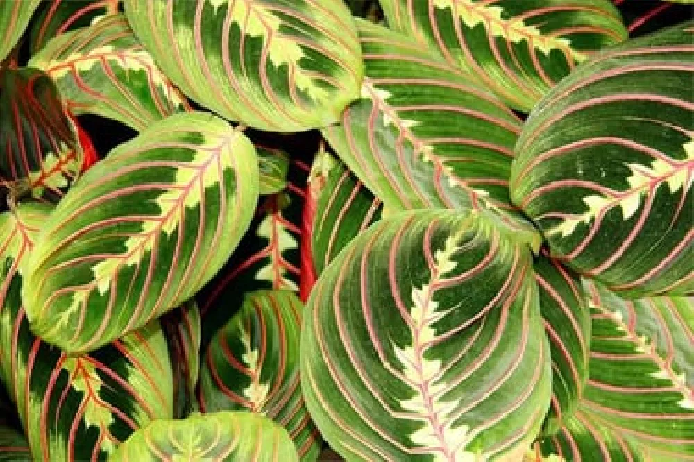 Colorful Prayer Plant