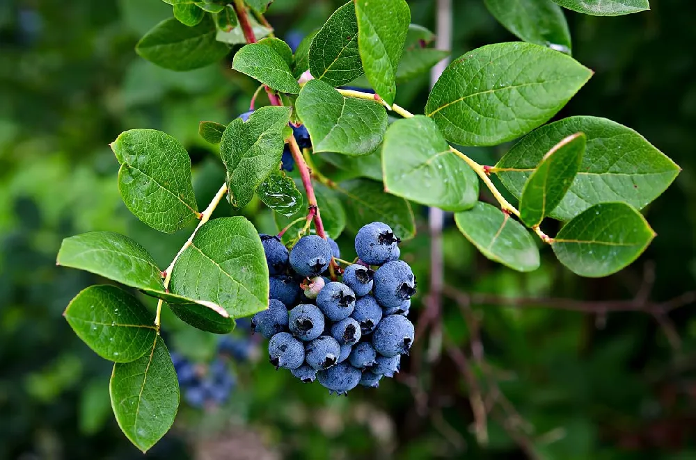 Premier Blueberry Bush - USDA Organic