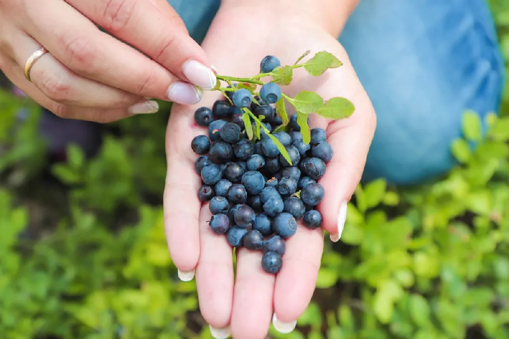Premier Blueberry Bush - USDA Organic