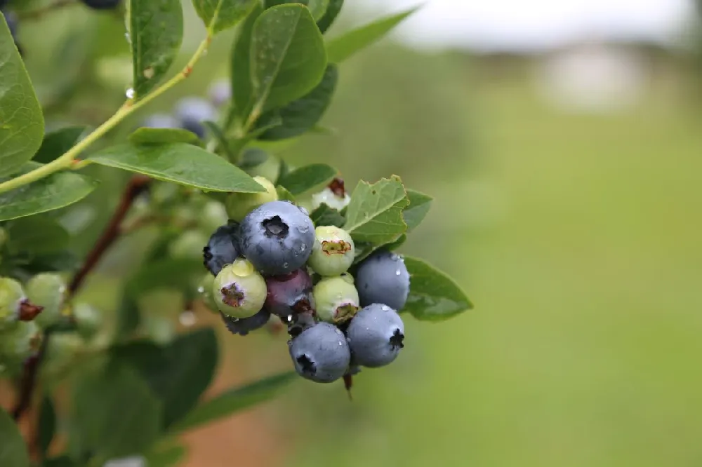 Premier Blueberry Bush - USDA Organic