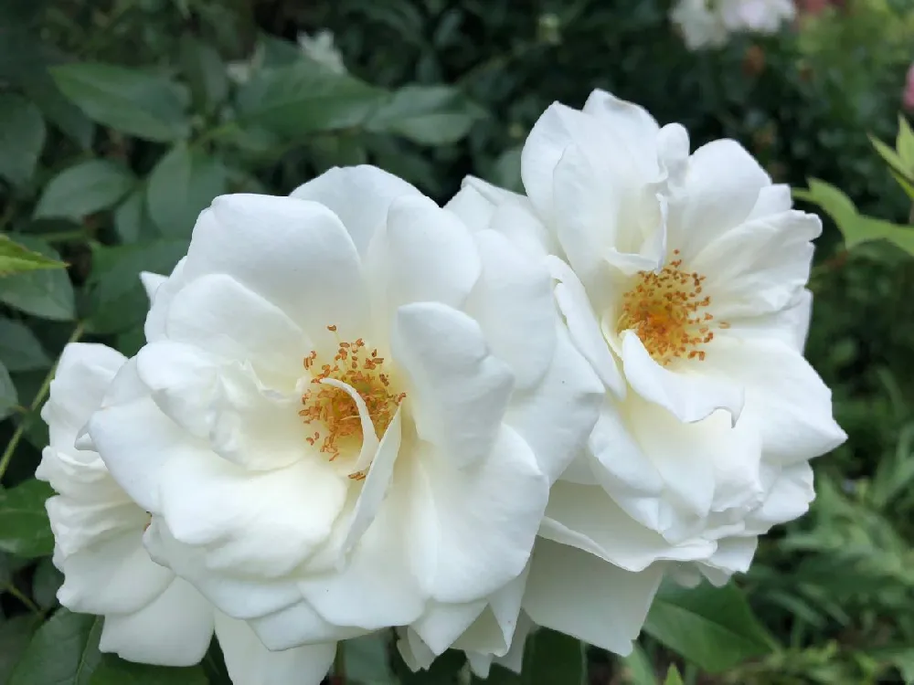 Pretty Polly® White Rose