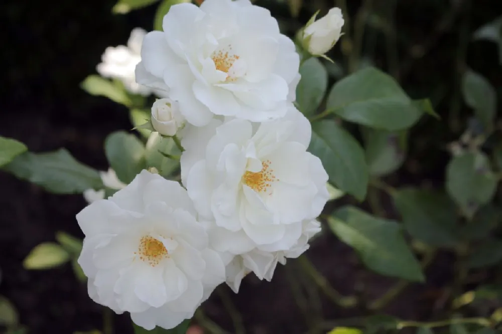 Pretty Polly® White Rose