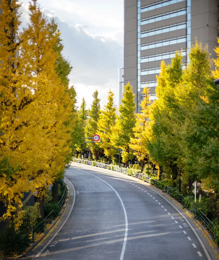 Princeton Sentry Columnar Ginkgo 1