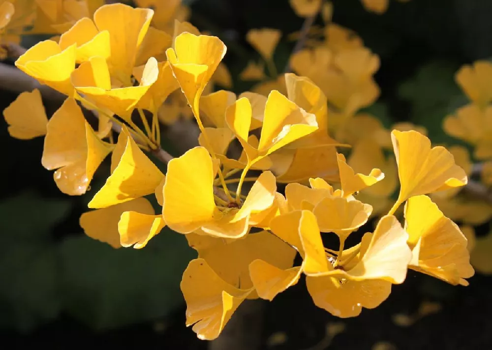 Princeton Sentry Columnar Ginkgo 2