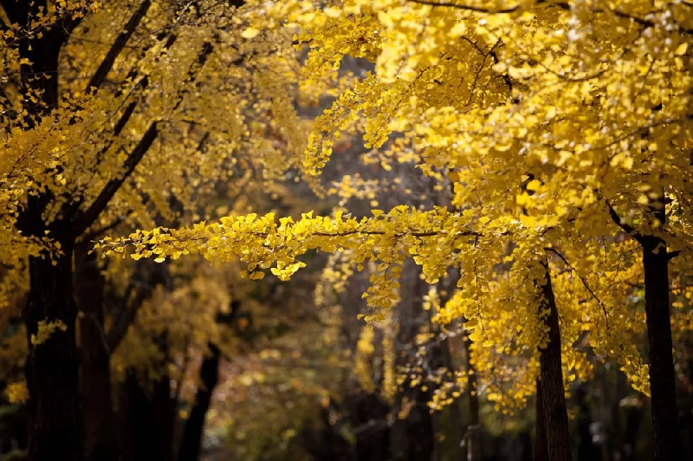 Princeton Sentry Columnar Ginkgo 3