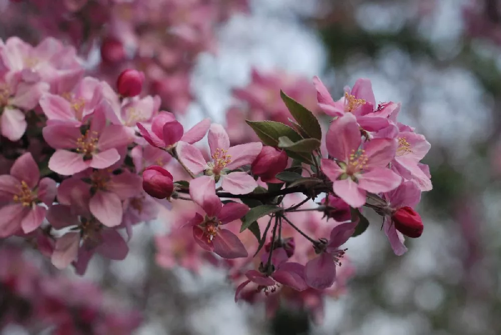 Profusion Crabapple Tree