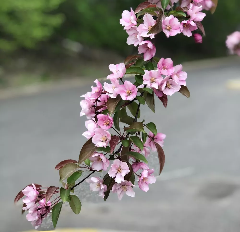 Profusion Crabapple Tree