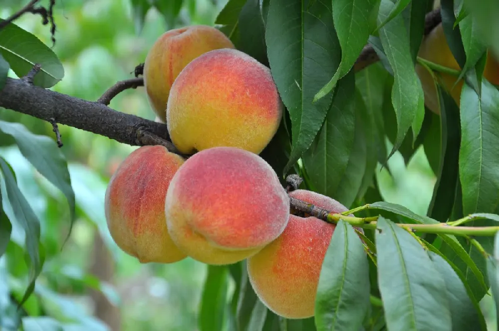 Florida King Peach Tree