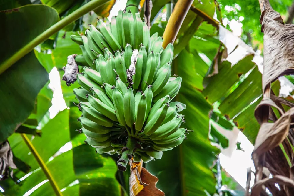 Puerto Rican Plantain Banana tree