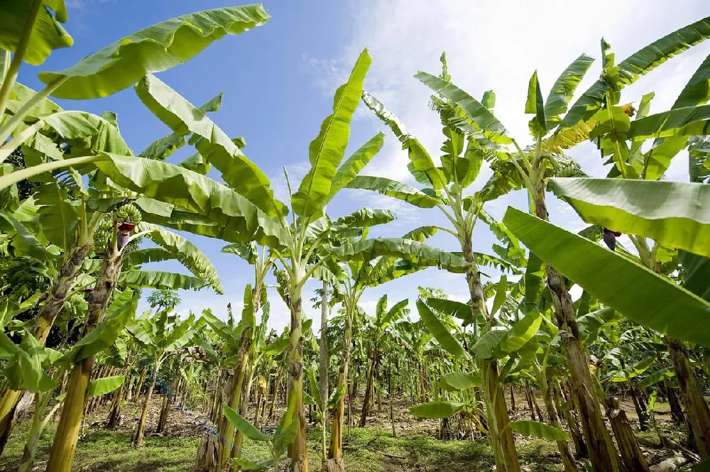 Puerto Rican Plantain Banana trees