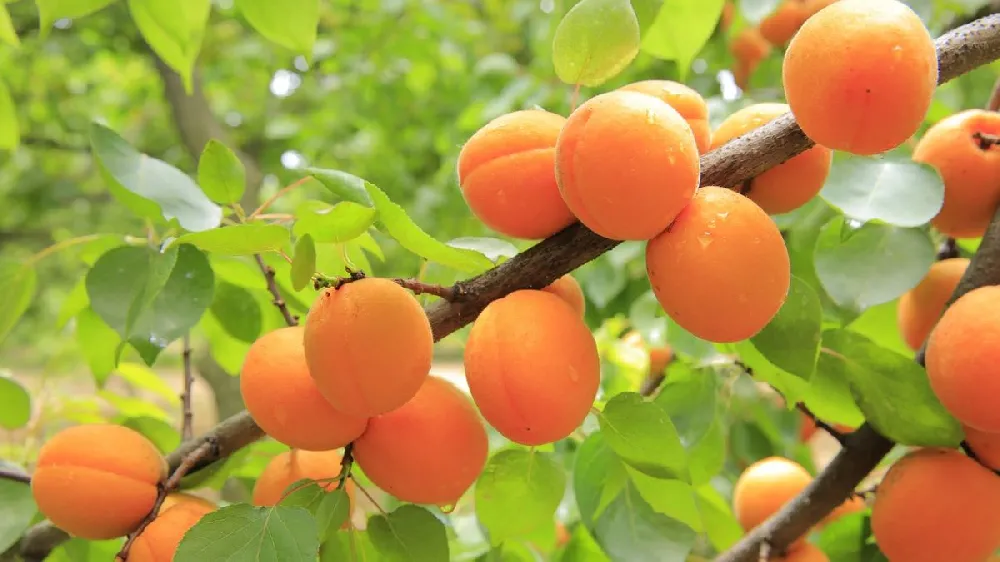 Puget Gold Apricot Tree 3
