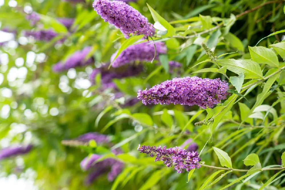 Pugster Pink® Butterfly Bush