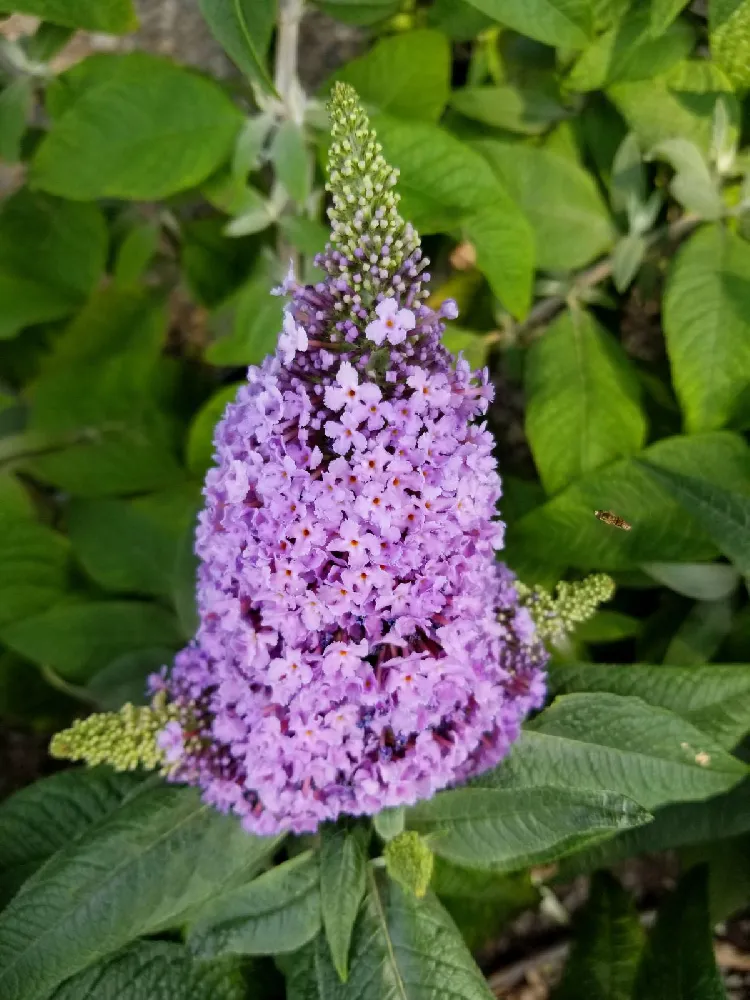 Pugster® Amethyst Butterfly Bush