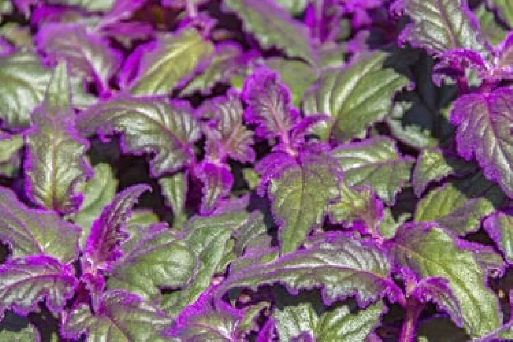 Purple Velvet plants