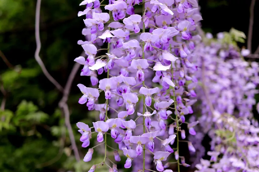 Purple Wisteria 2