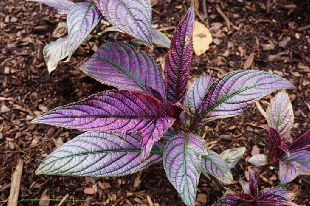 Persian Shield up close