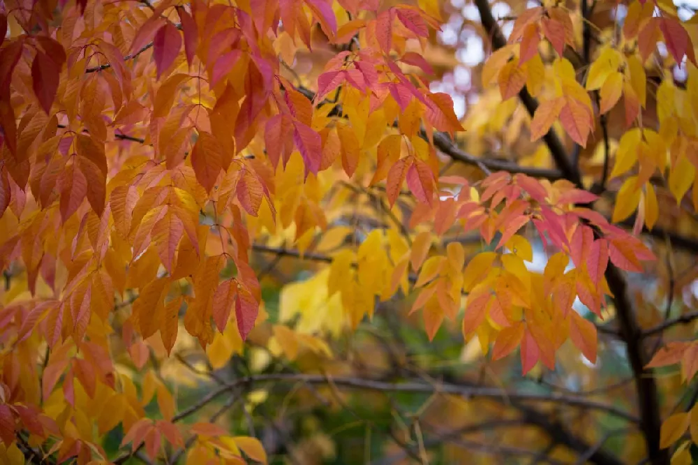 Autumn Purple Ash