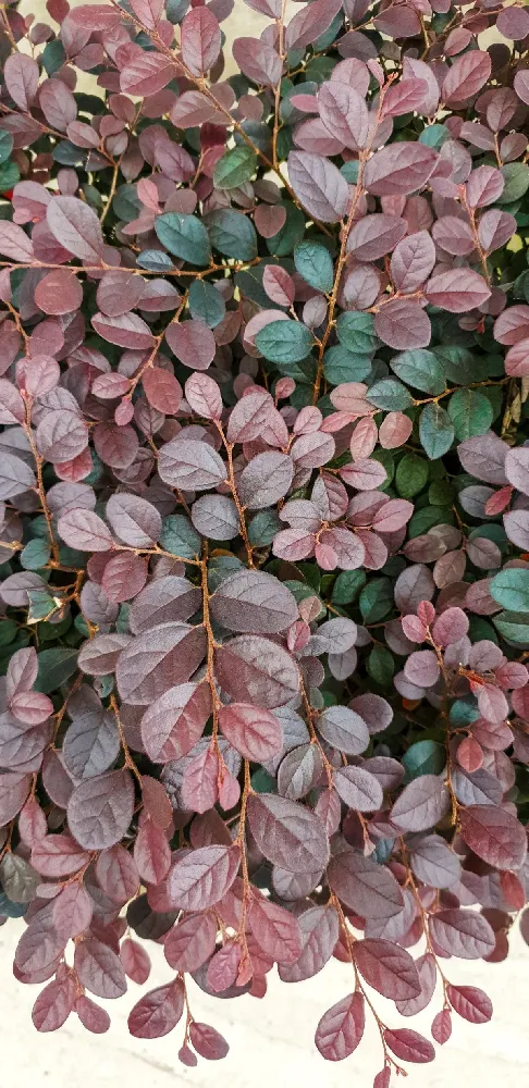 Purple Daydream® Dwarf Loropetalum