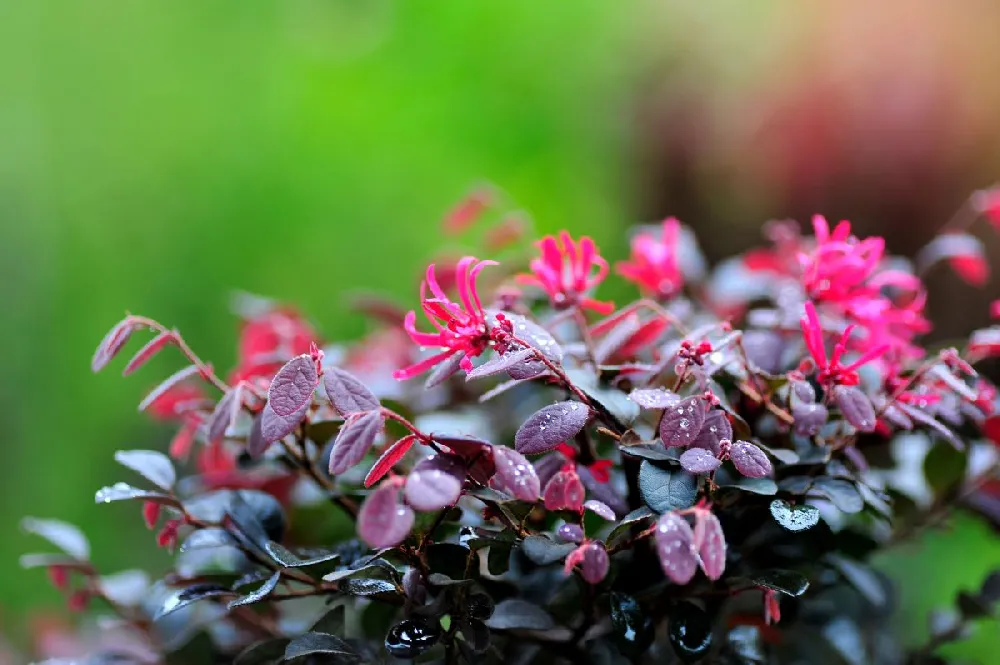 Purple Diamond® Semi-Dwarf Loropetalum