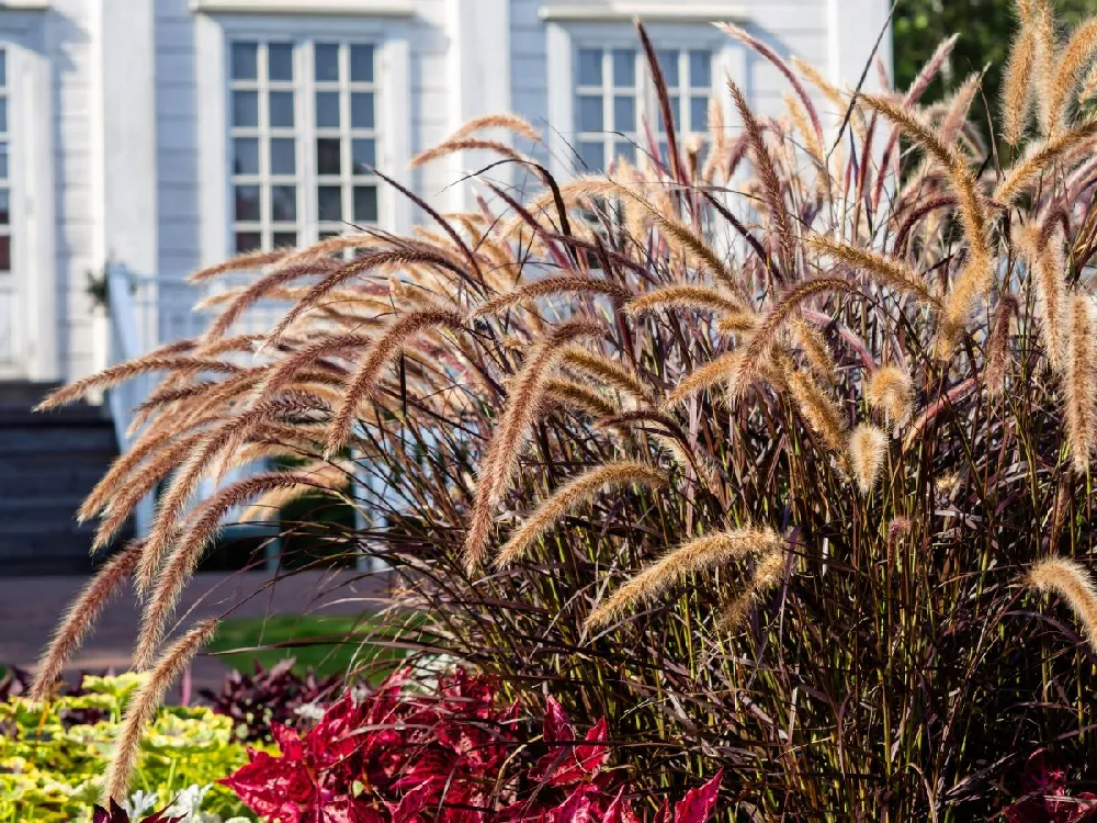 Purple Fountain Grass