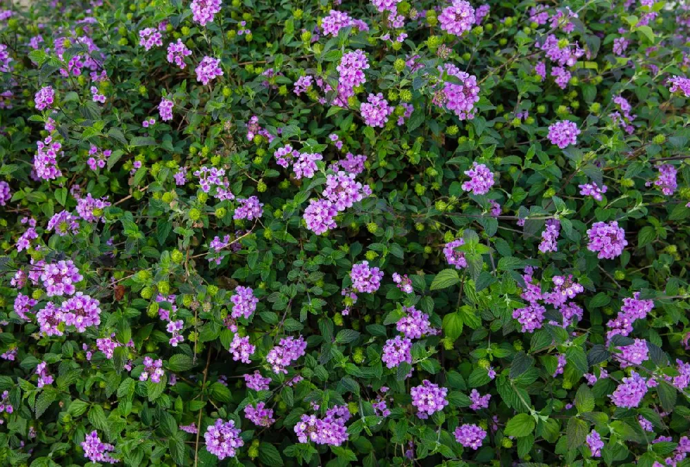 Purple Lantana