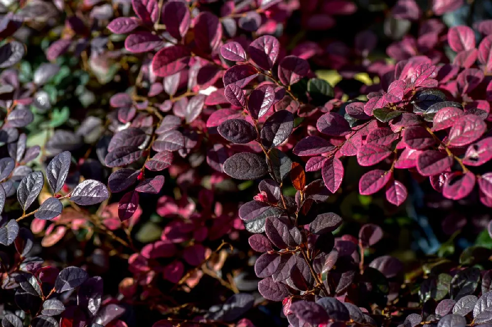 Purple Pixie® Dwarf Weeping Loropetalum