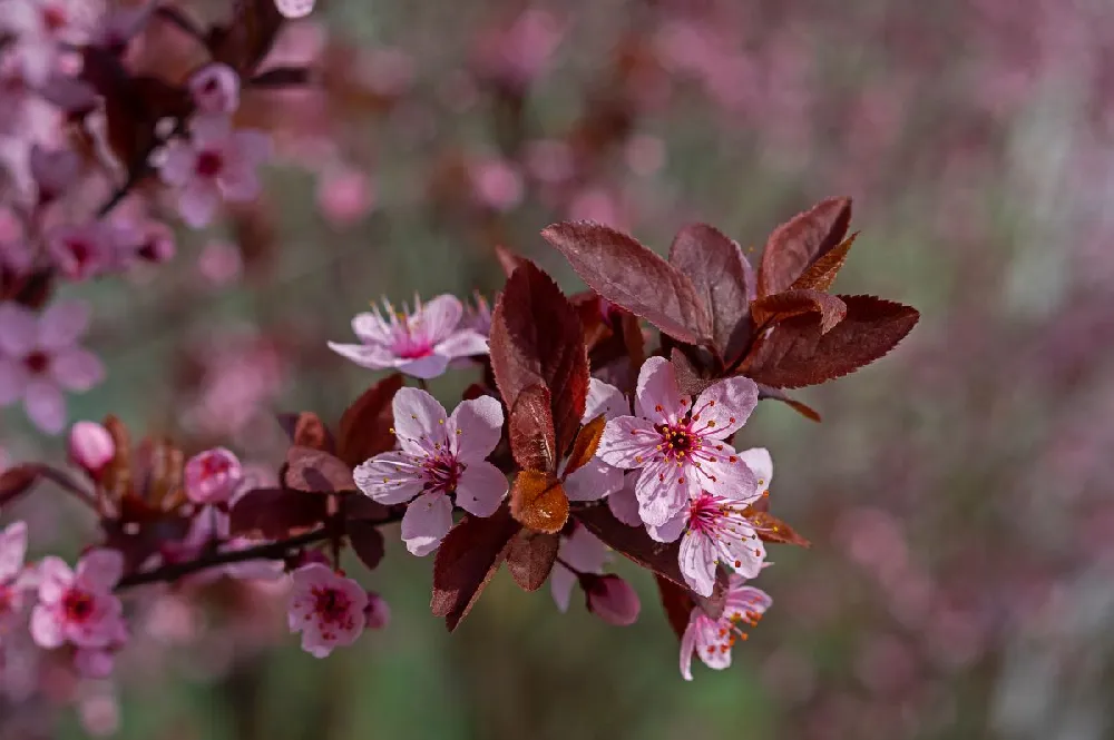 Purple Plunge Weeping Plum Tree