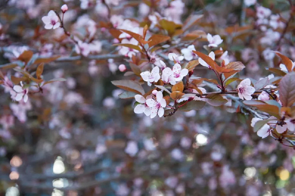 Purple Plunge Weeping Plum Tree