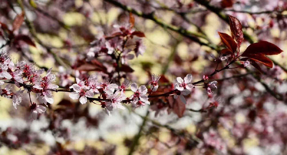 Purple Plunge Weeping Plum Tree