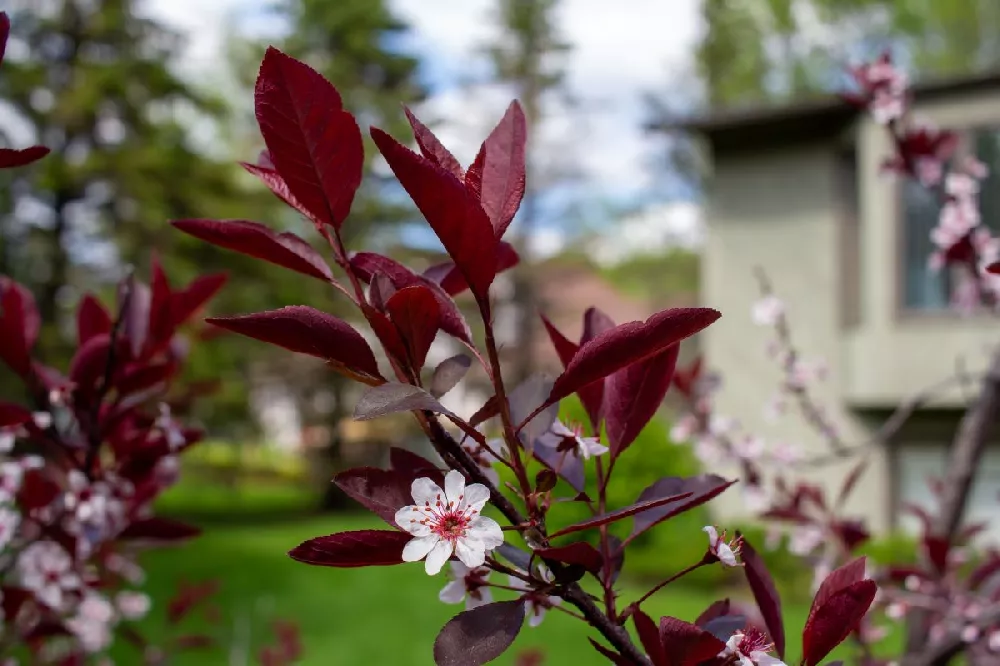 Purpleleaf Sand Cherry Shrub