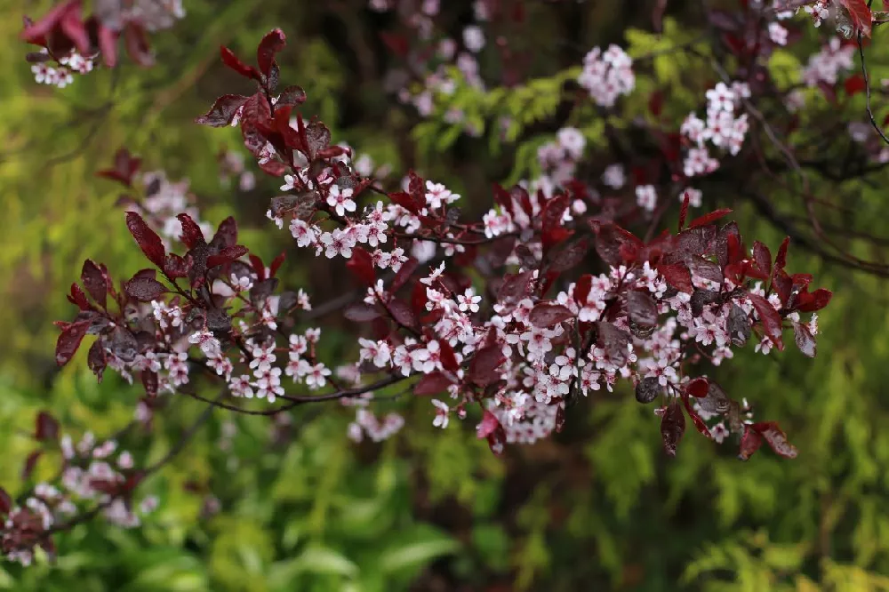 Purpleleaf Sand Cherry Shrub