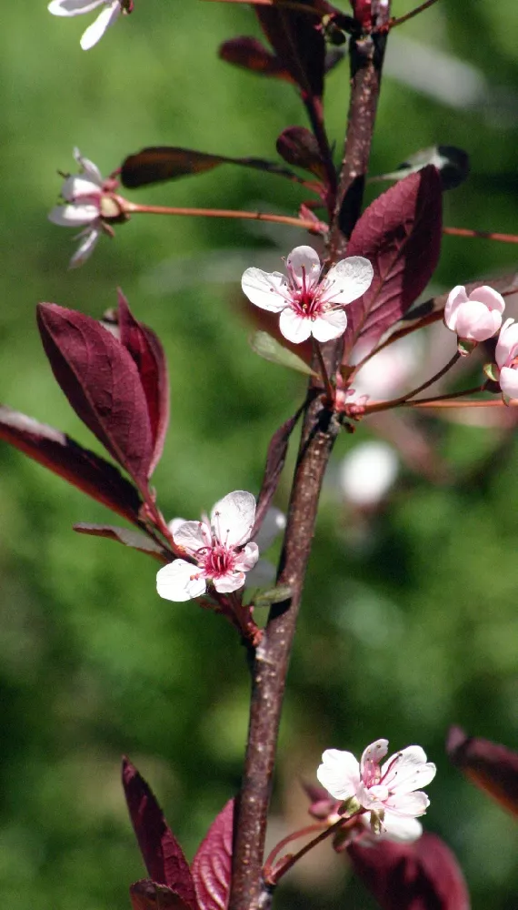 Purpleleaf Sand Cherry Shrub